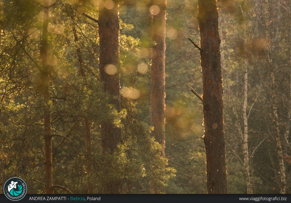 La foresta di Biebrza in Polonia, in tutta la sua atmosfera magica!