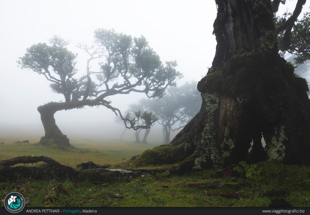 Foresta di Fanal: l'inchino