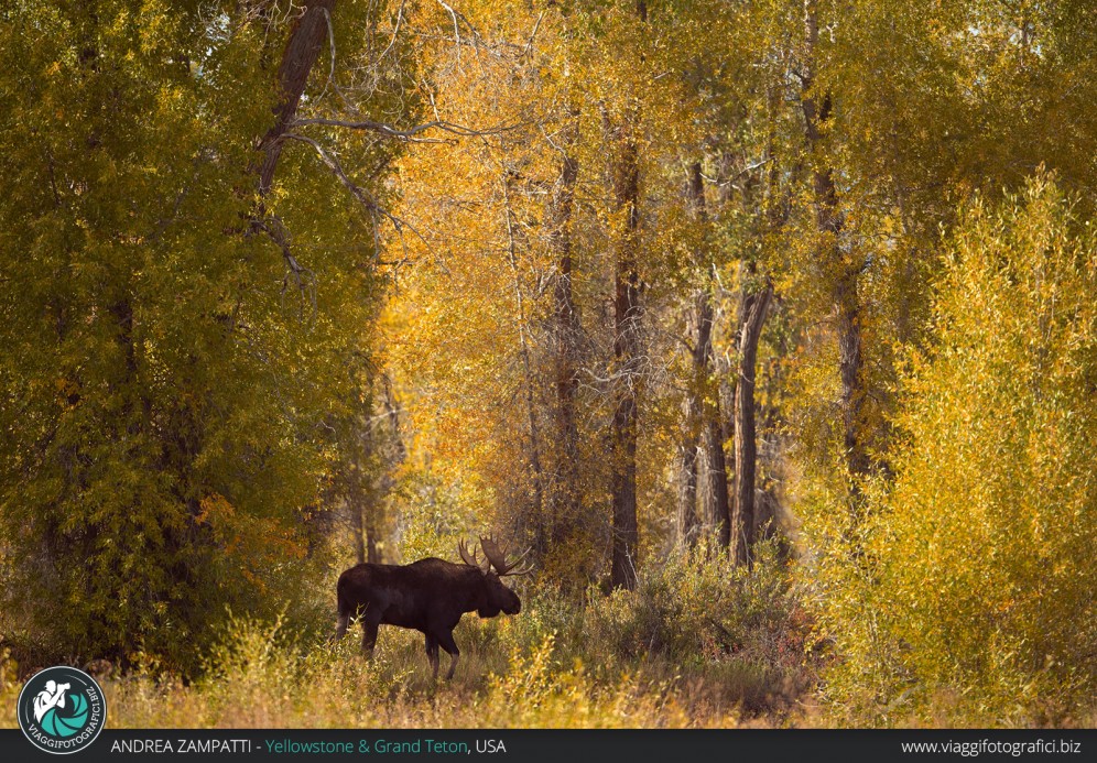 Alce nel Parco Nazionale del Grand Teton