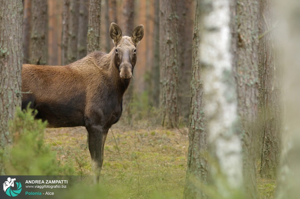 Alce curiosa nell'esteso Parco Nazionale di Biebrza, Polonia dell'est