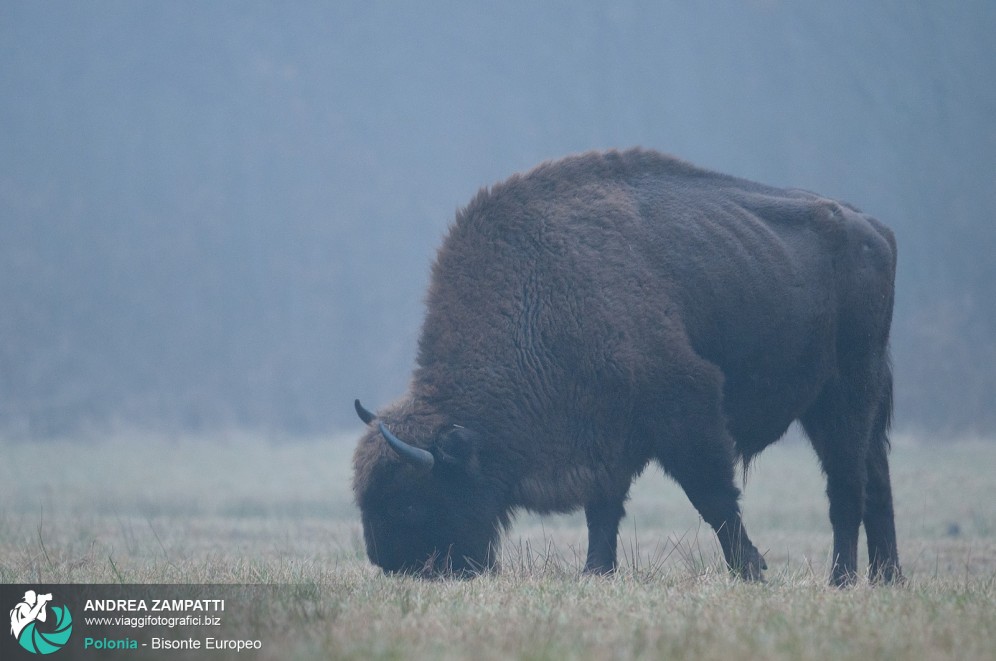 Foto di un bisonte europeo in Polonia