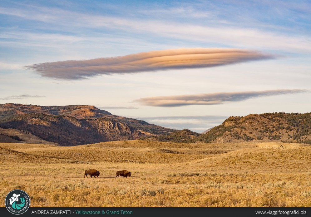 Due bisonti americani nel parco di Yellowstone