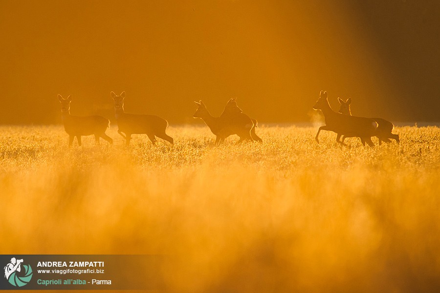 Branco di caprioli all'alba