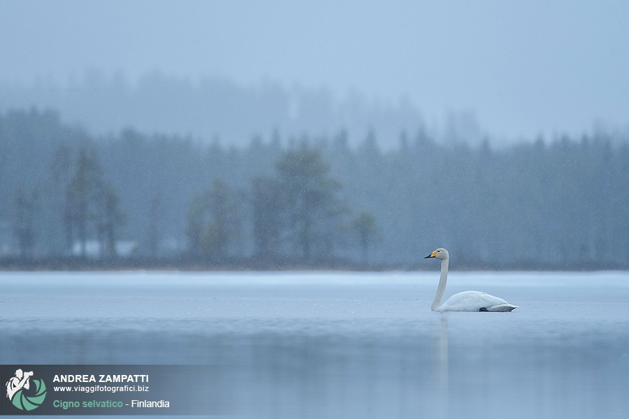 Cigno selvatico