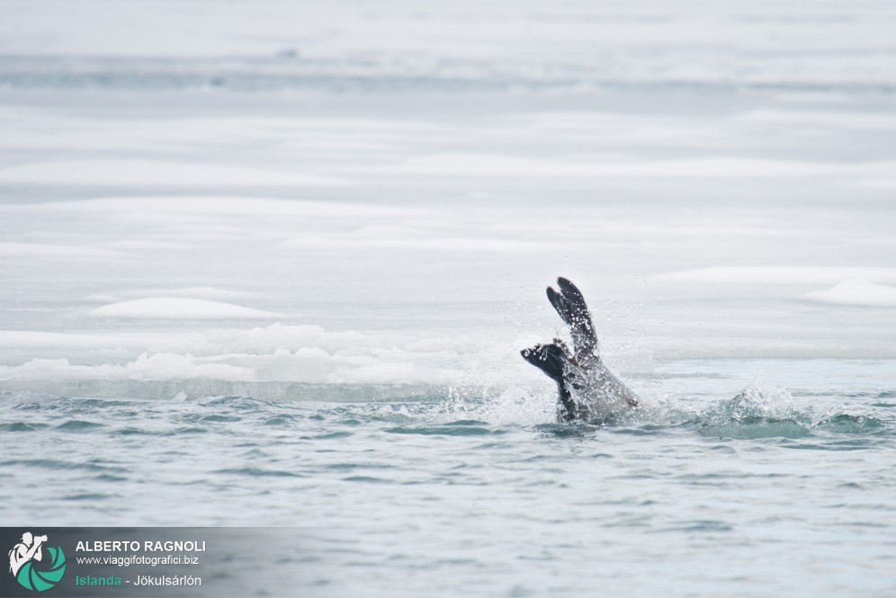 Foca nella laguna di Jokulsarlon!