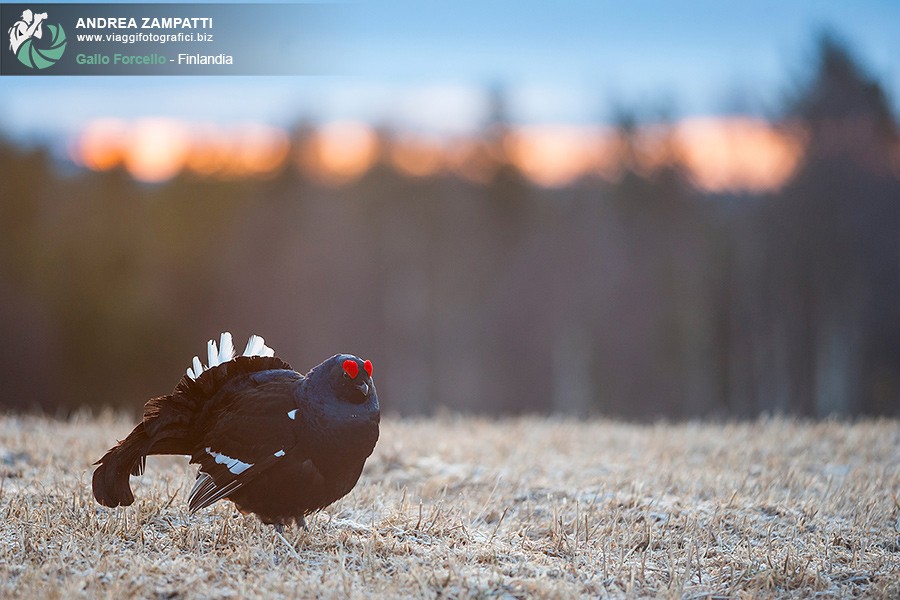 Gallo forcello all'alba