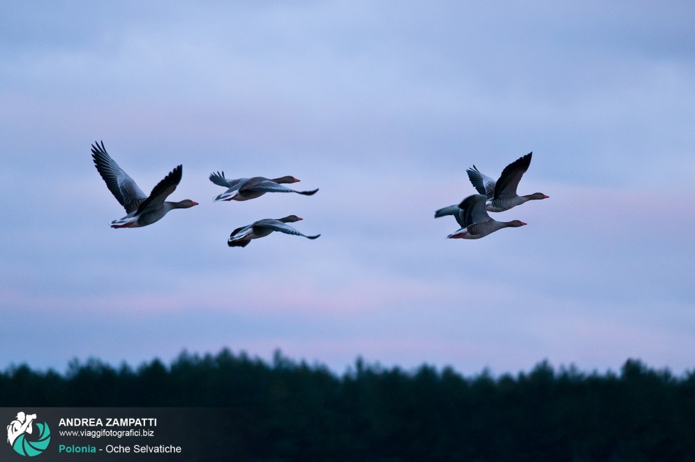 Foto di alcune oche selvatiche in volo nel Parco Nazionale di Biebrza, Polonia