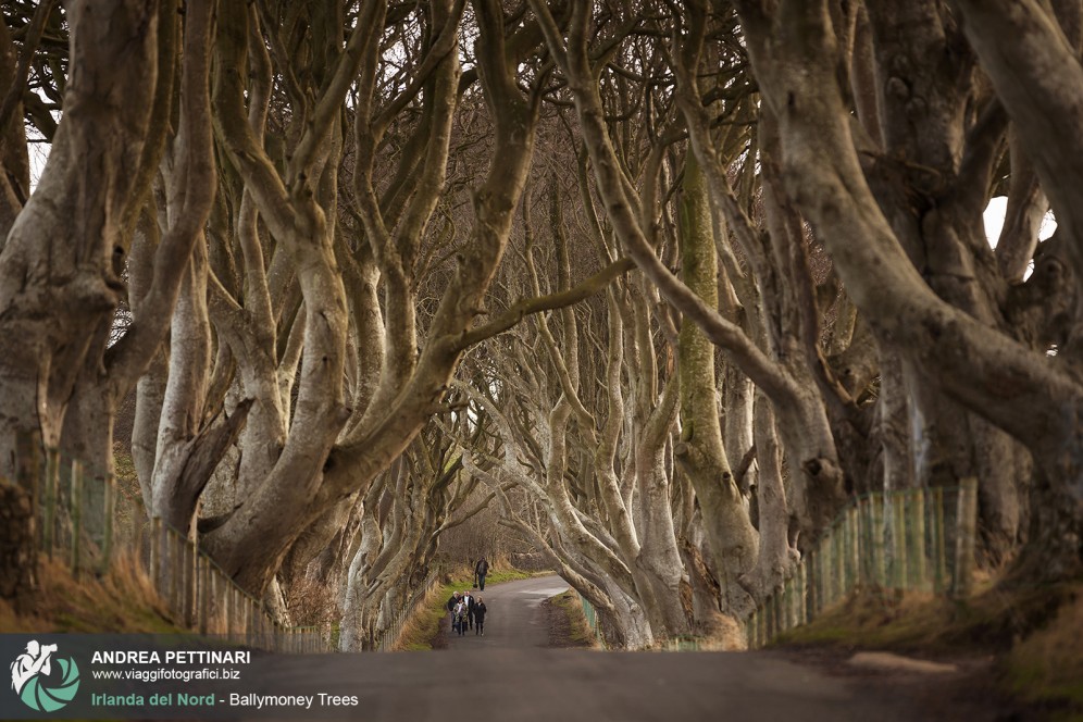 Viale alberato di Ballymoney, Irlanda.