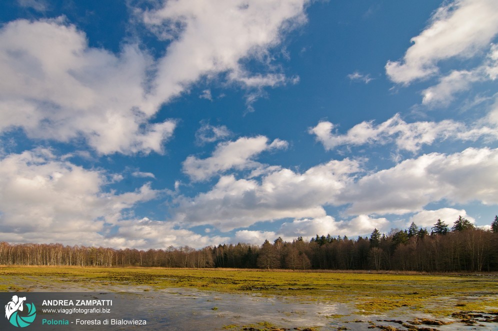 Fotografia con dei bellissimi colori della foresta bielorussa-polacca di Białowieża