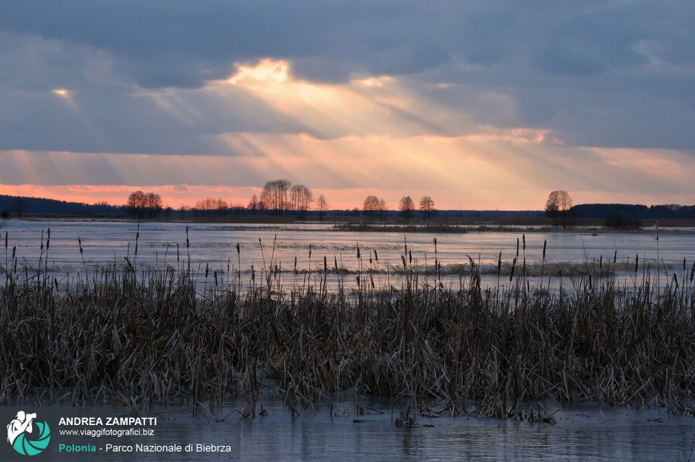 Foto spettacolare del tramonto roseo al Parco Nazionale di Biebrza, Polonia