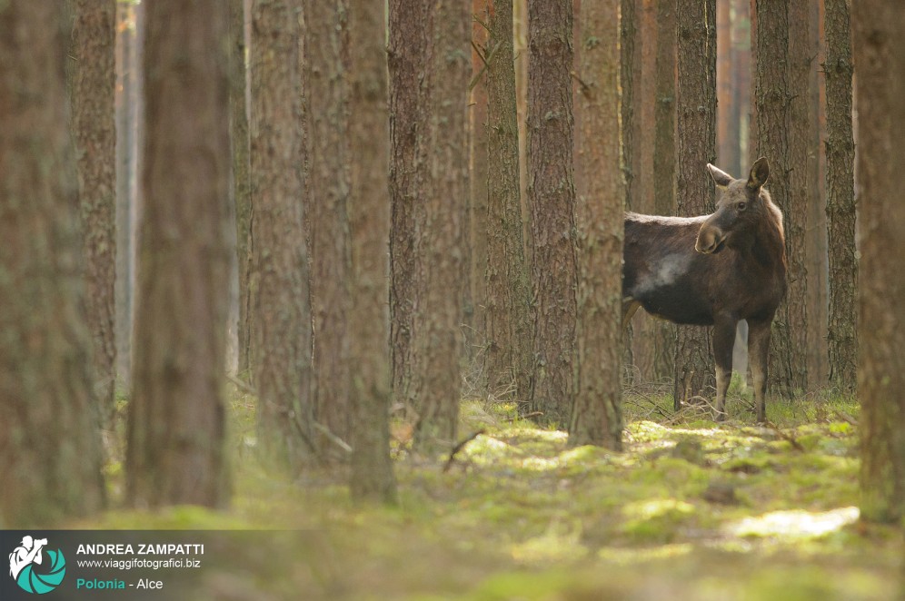 Esemplare di Alce in Polonia nel Parco Nazionale di Biebrza