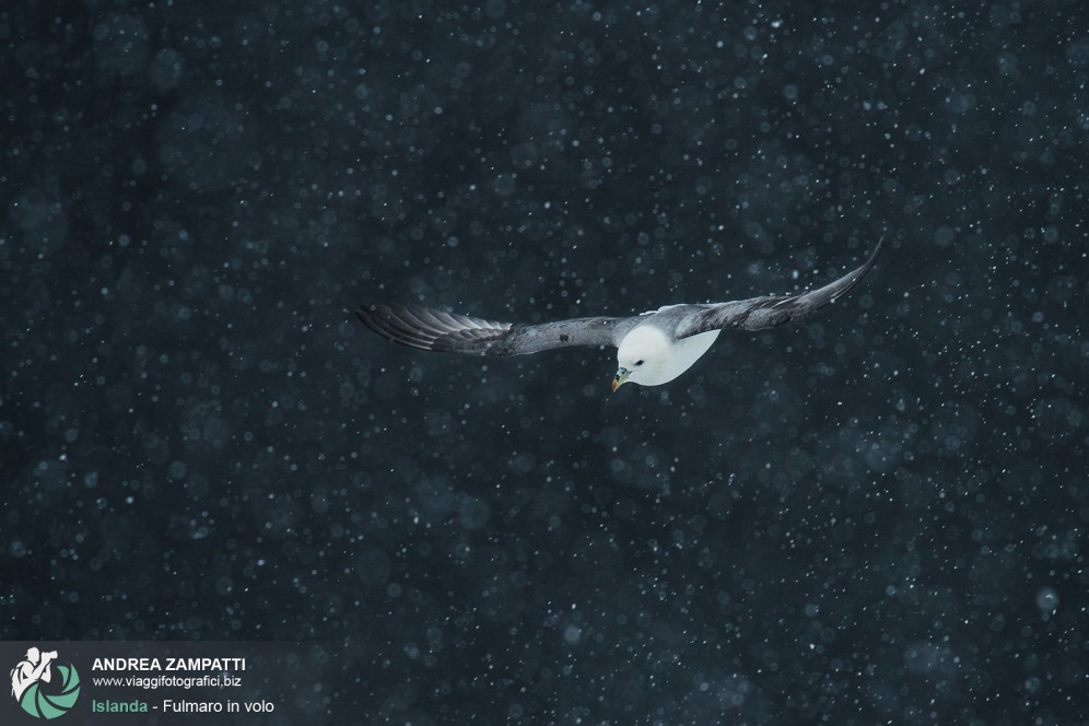 Fulmaro in volo sotto la neve.