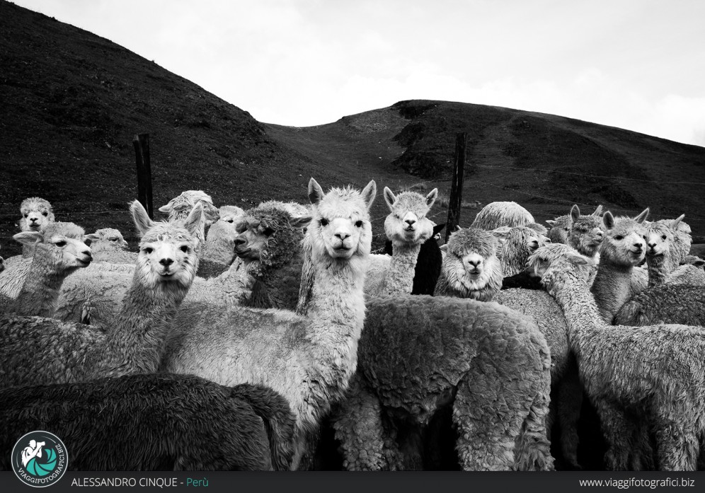 Gruppo di lama in alta montagna.