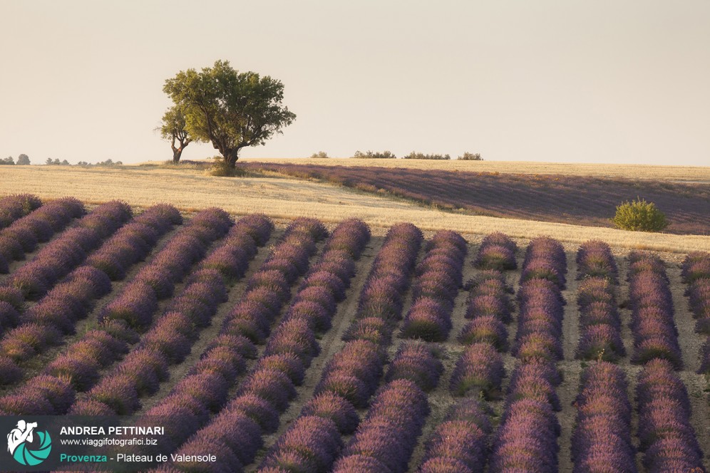 L'albero solitario