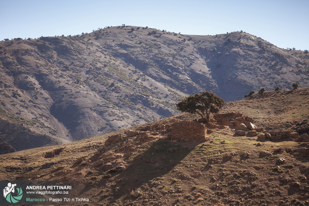 L'albero solitario in marocco