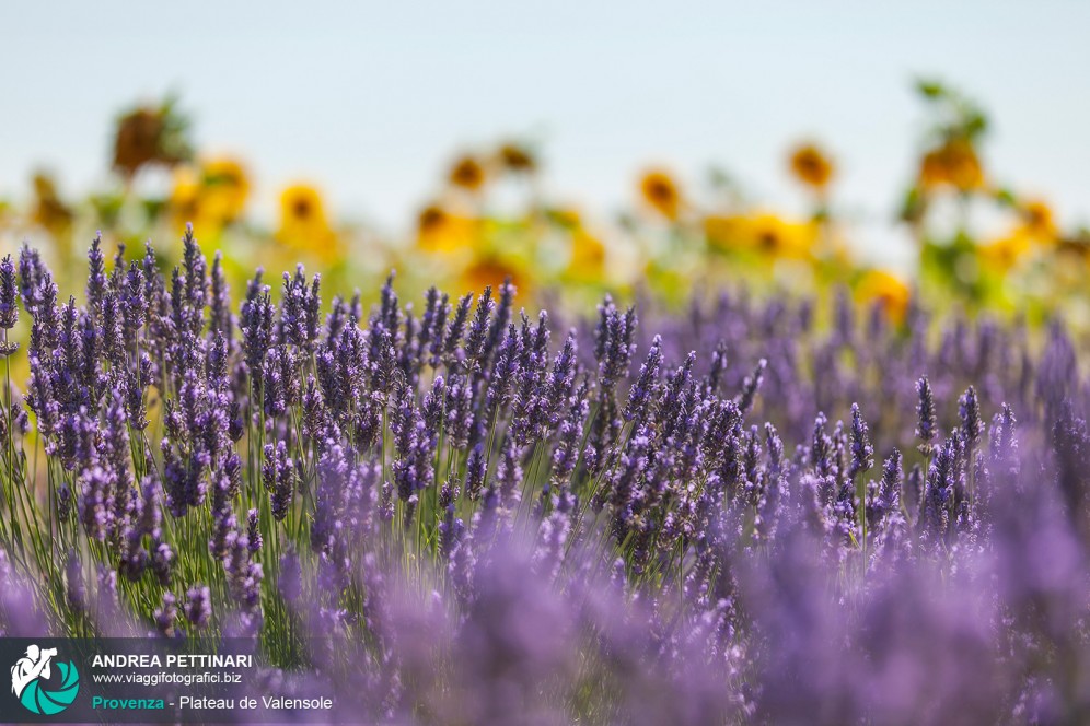 Lavanda e girasoli