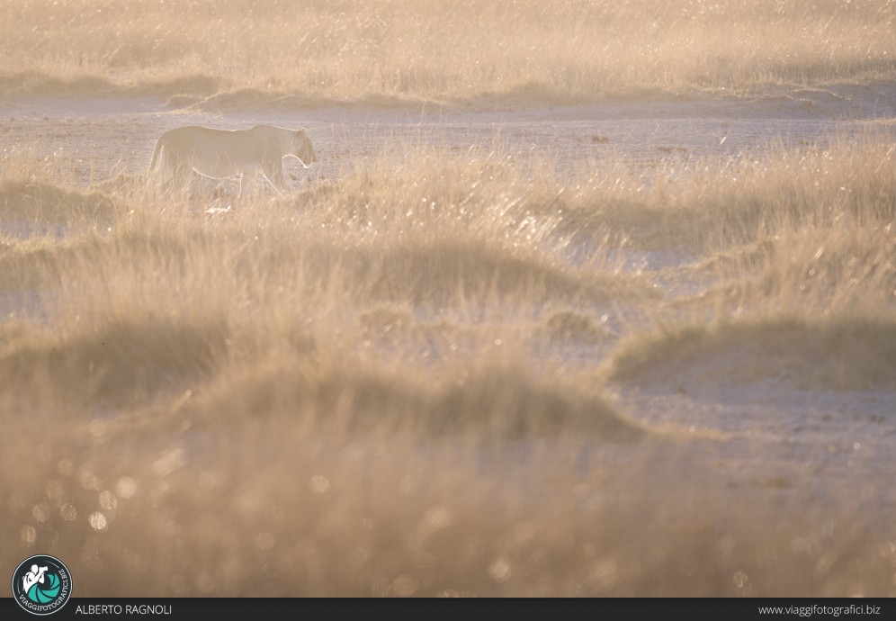 Leonessa all’alba nel Parco di Etosha, Namibia.