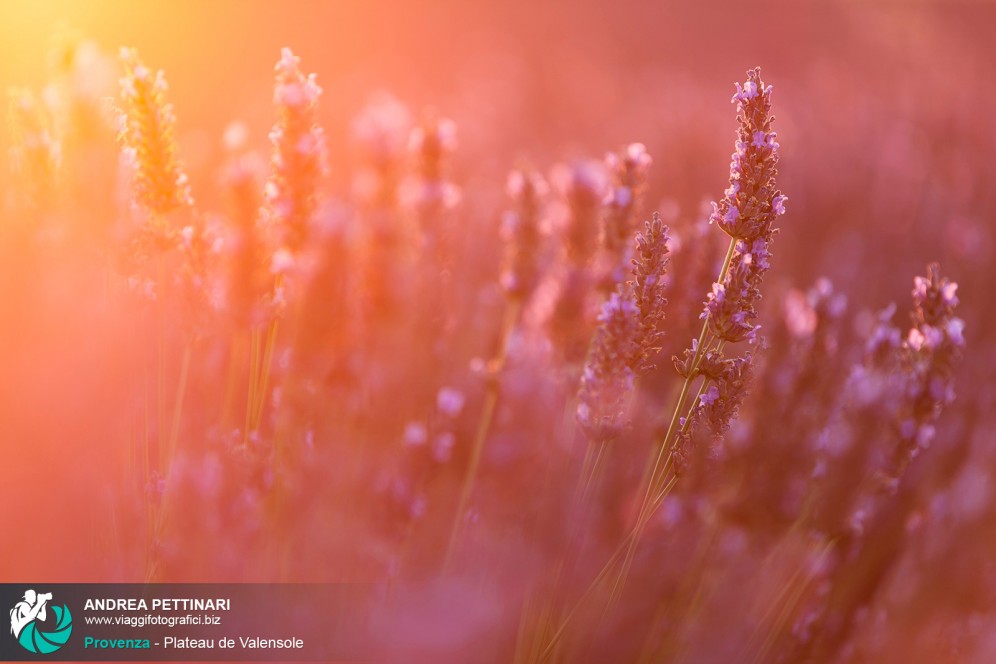 Luce e Lavanda