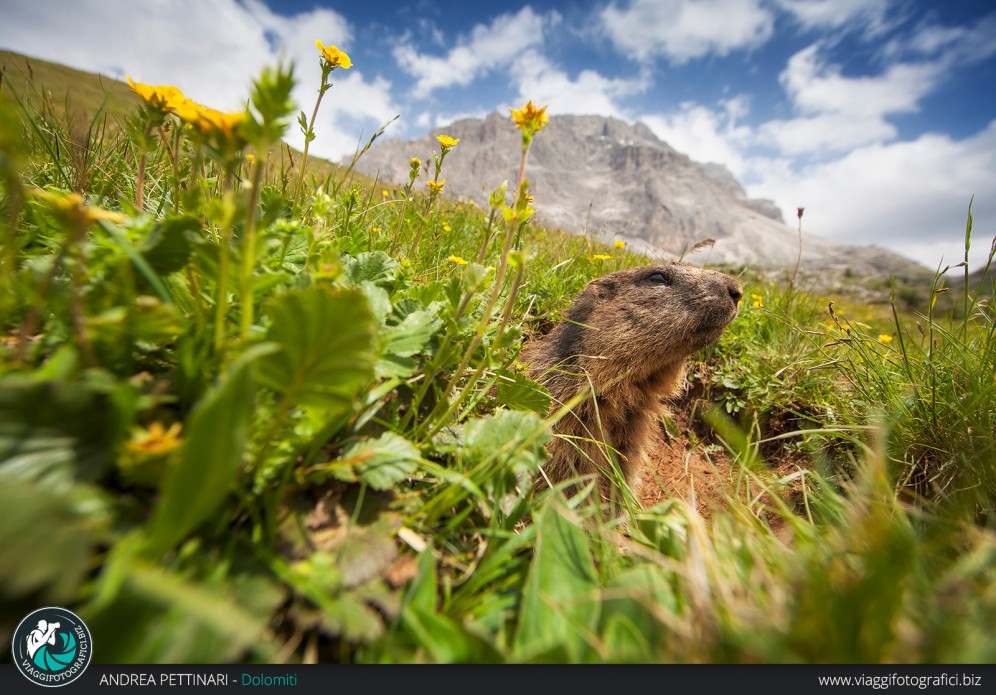 Marmotta e Passo Valparola