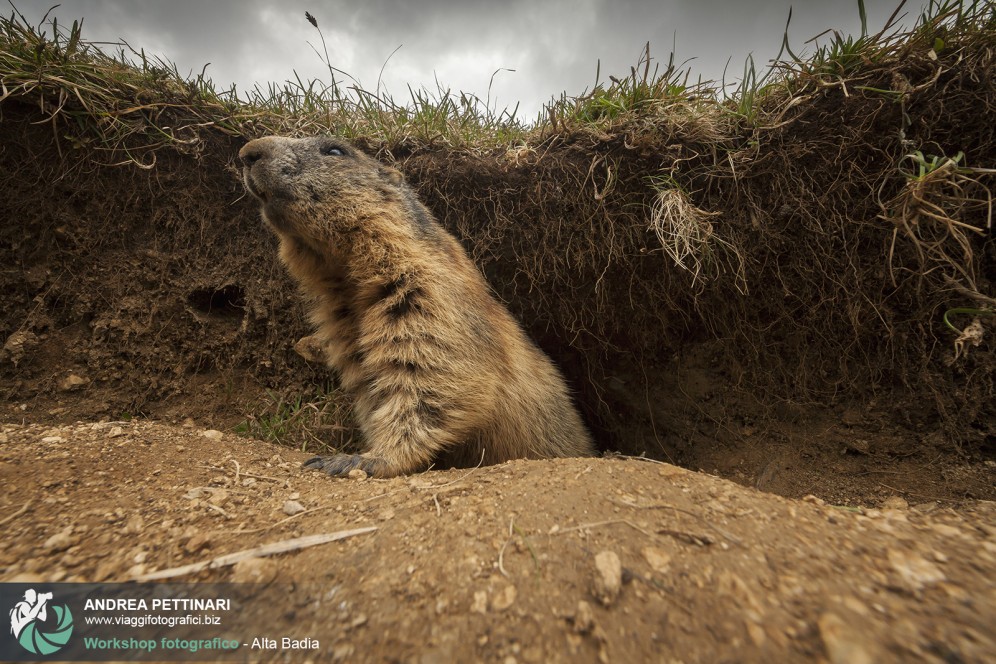 Marmotta al Passo Valparola