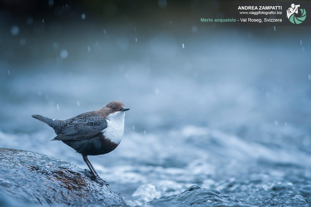 Merlo acquaiolo fotografato in Val Roseg.