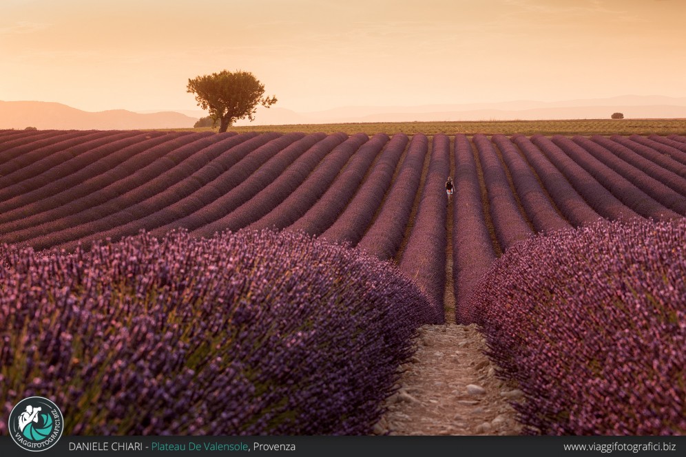 L'ora d'oro, Plateau de Valensole, Provenza.