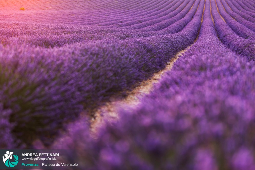 Plateau De Valensole