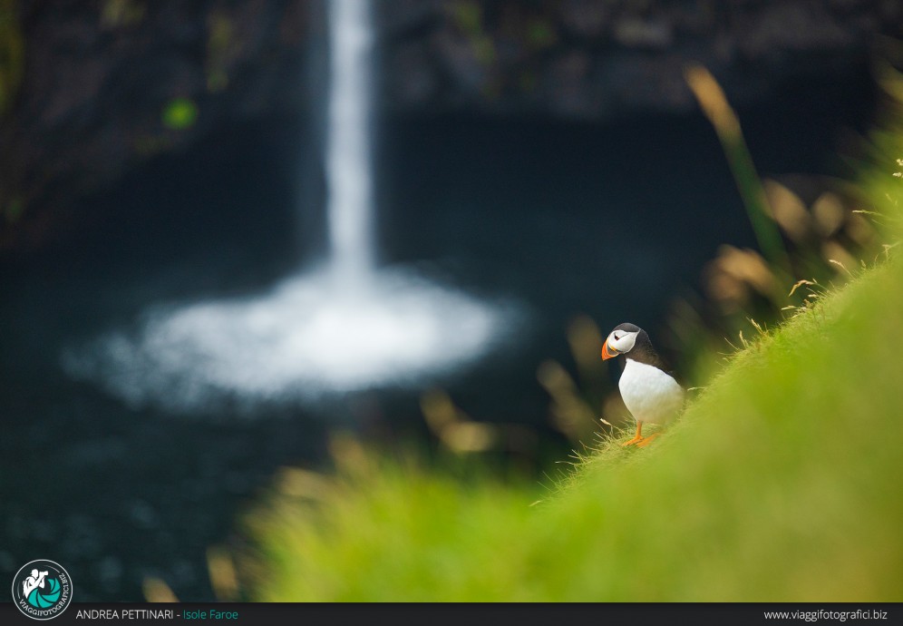 Puffin e cascata