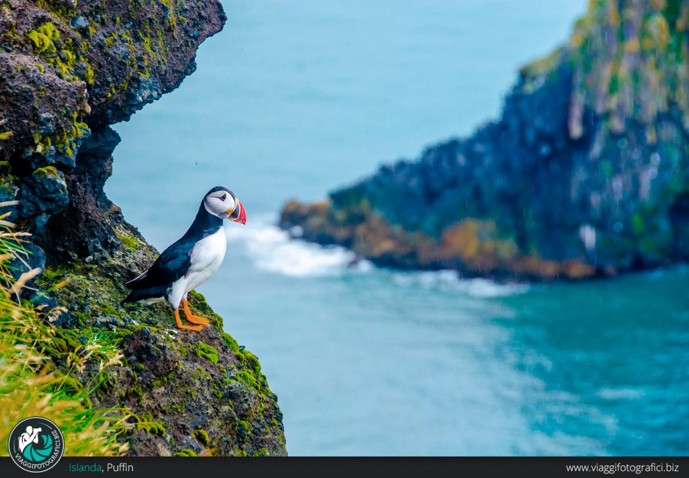 Puffin Islanda