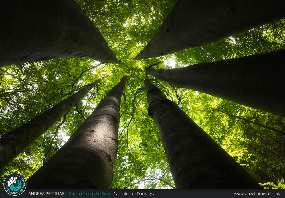 Raggiera di alberi