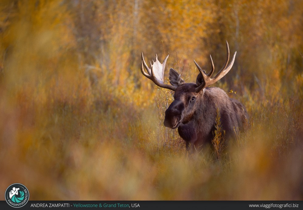 Ritratto di Alce nel Grand Teton National park.