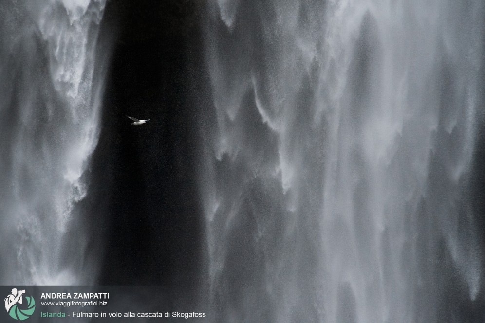 Fulmaro in volo alla cascata di Skogafoss, Islanda.