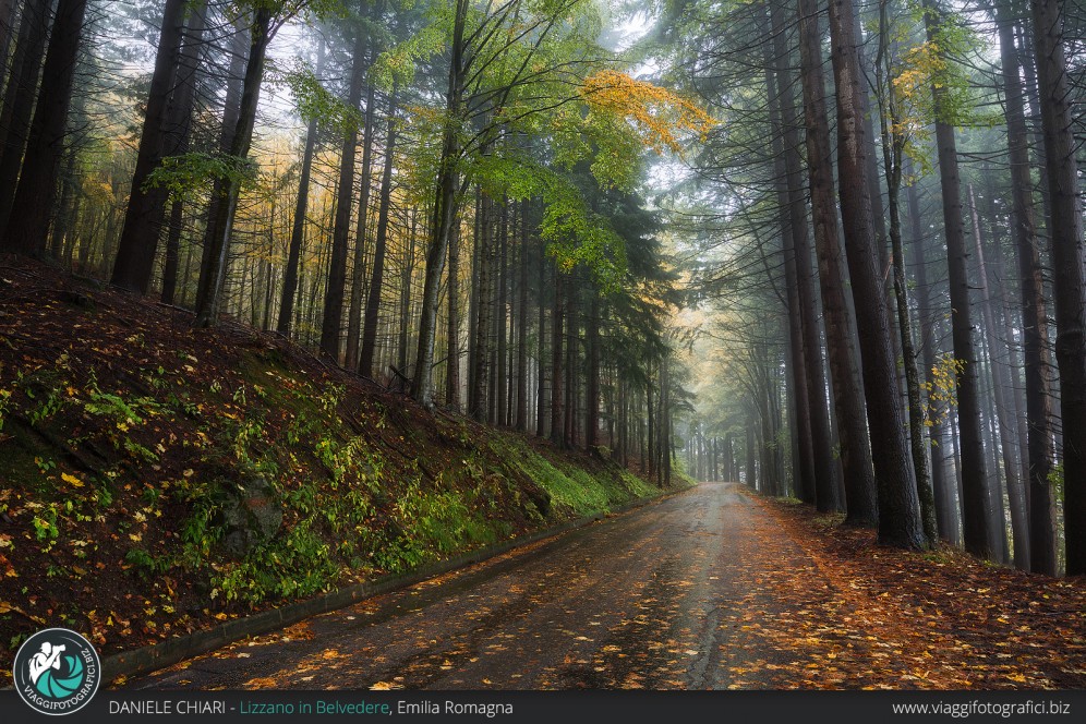 La strada nella foresta, Parco Corno alle Scale.