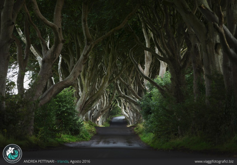 The Dark Hedges