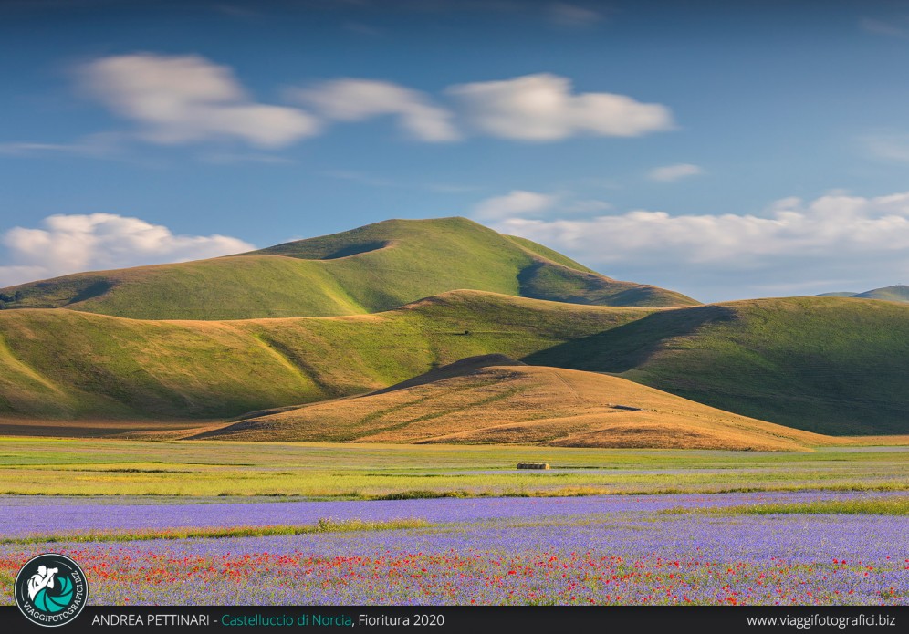 Tra cielo e fiori