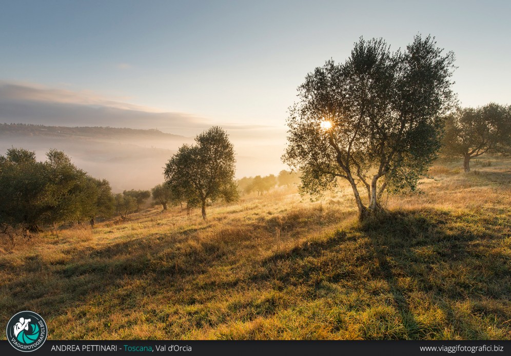 Tra gli ulivi la mattina