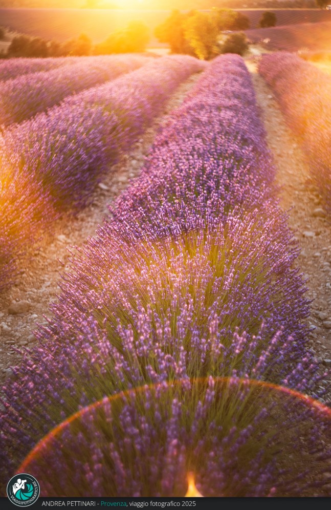 Tra luce e lavanda