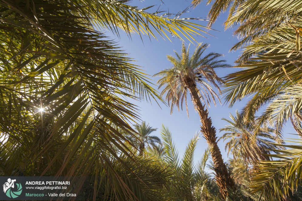 Una palma tra le palme