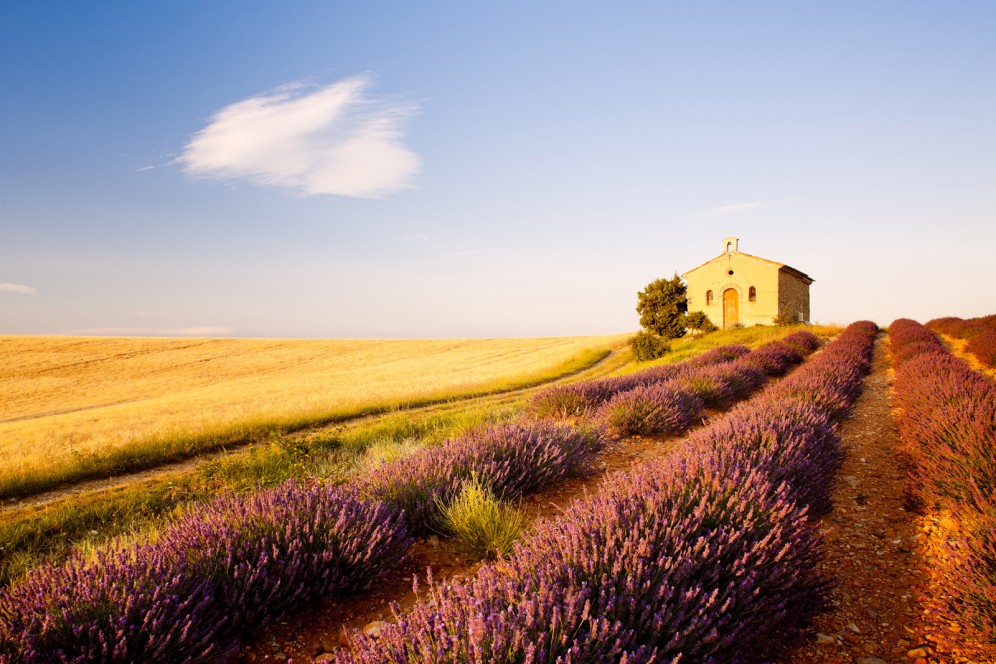 Fotografia di Valensole e i suoi campi di lavanda, Provenza.