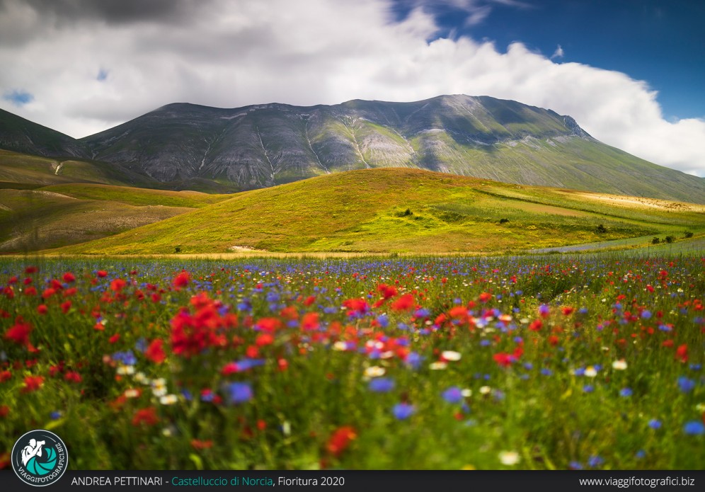 Vettore e colori