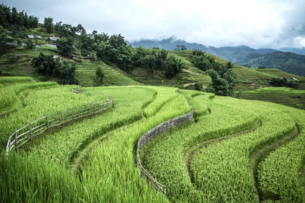 Vietnam - Risaie a terrazza sulle montagne intorno a Sapa.