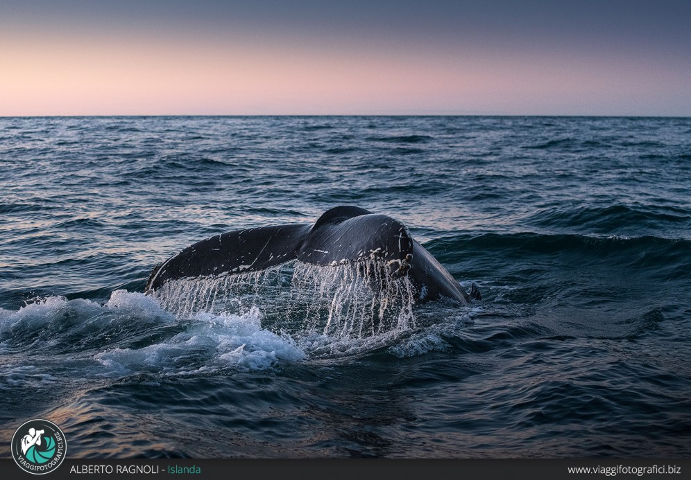 Whale wathing in Islanda!