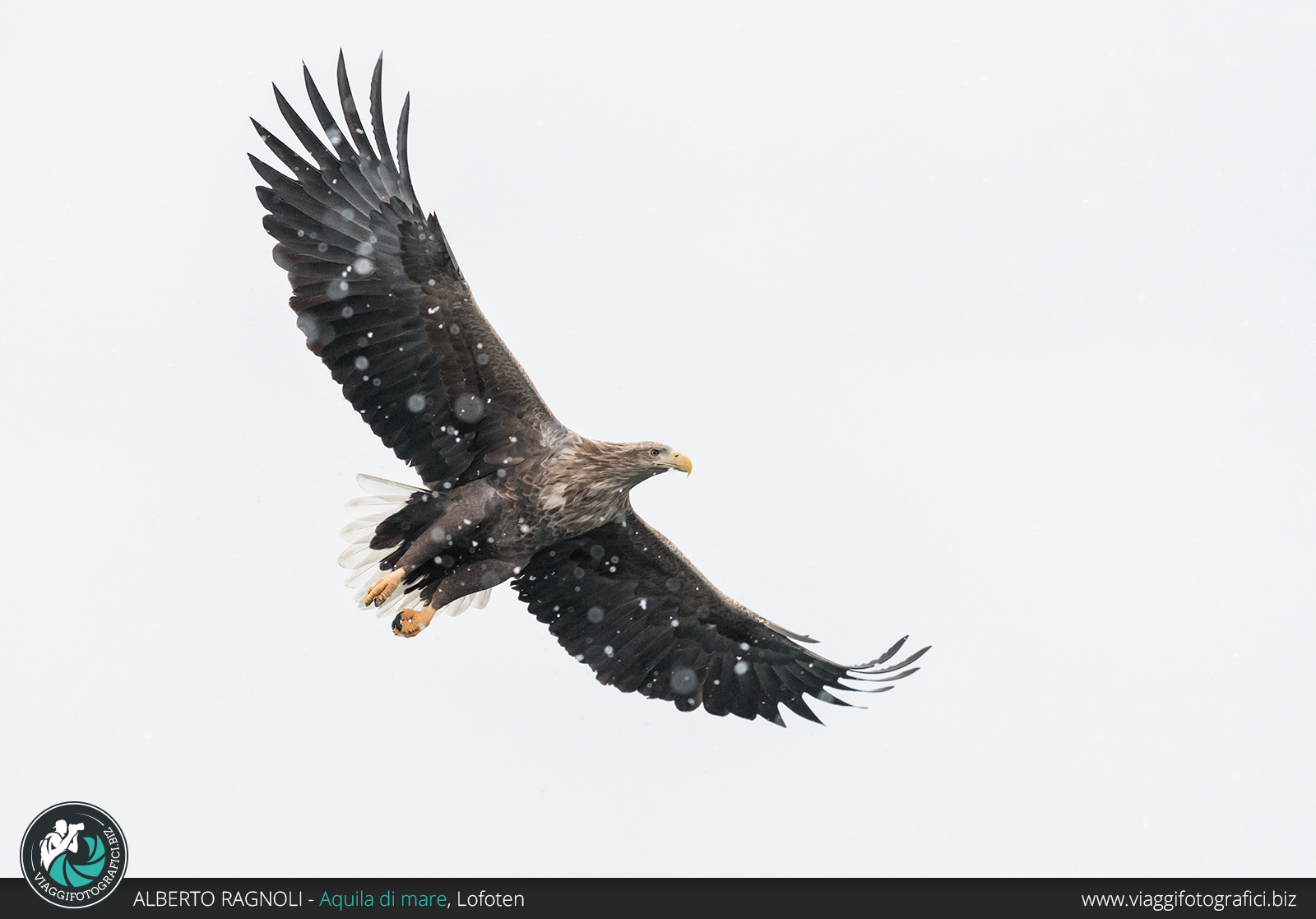 Aquila di mare in Norvegia