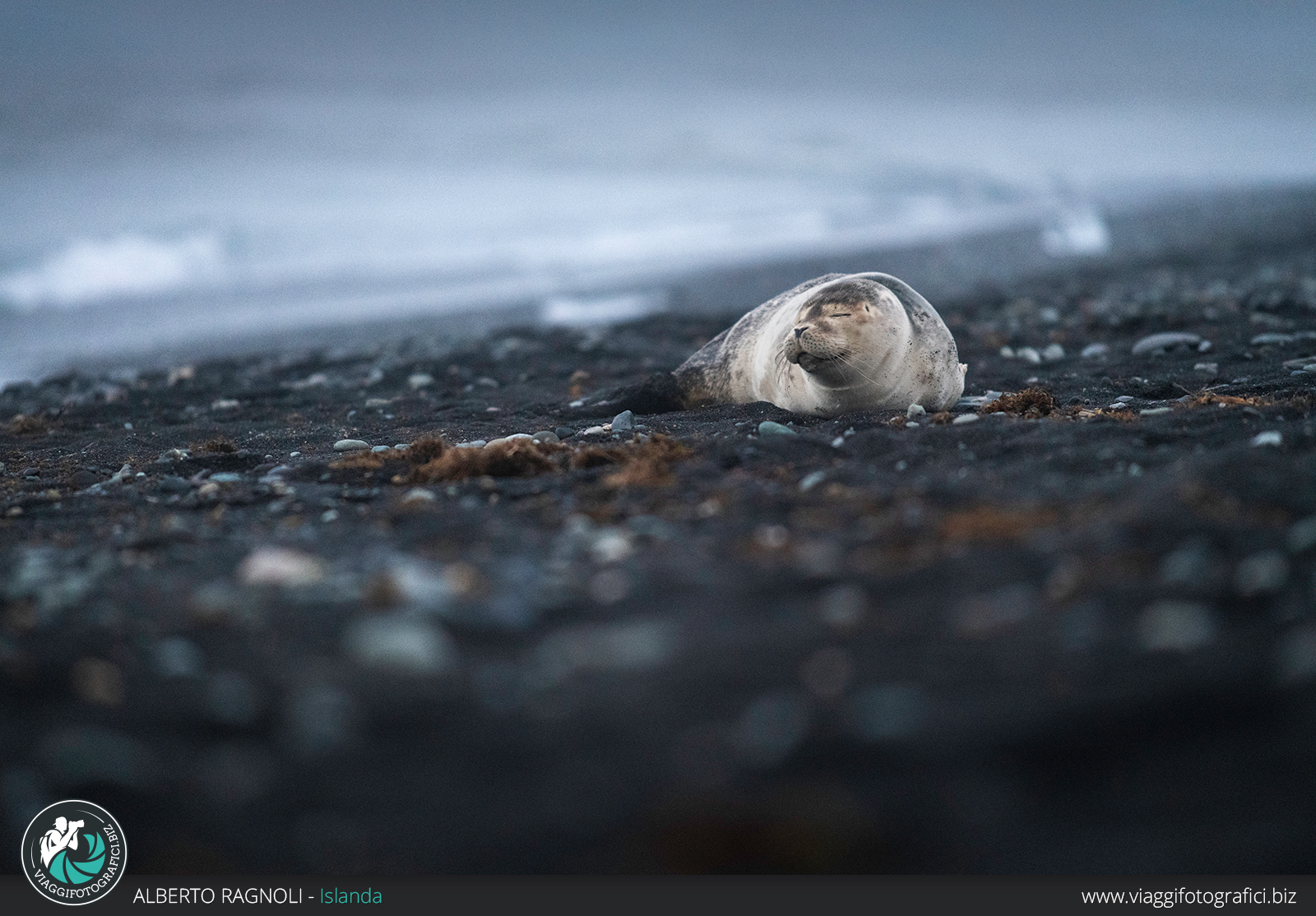 animali da fotografare in islanda