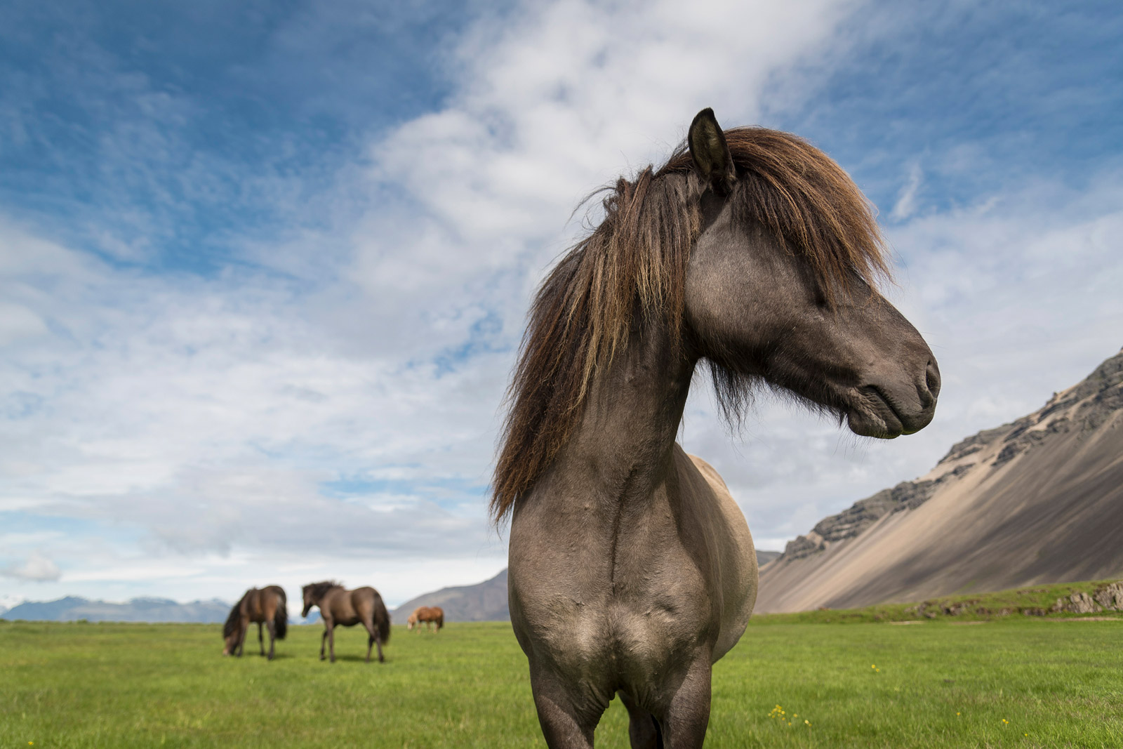 animali da fotografare in islanda