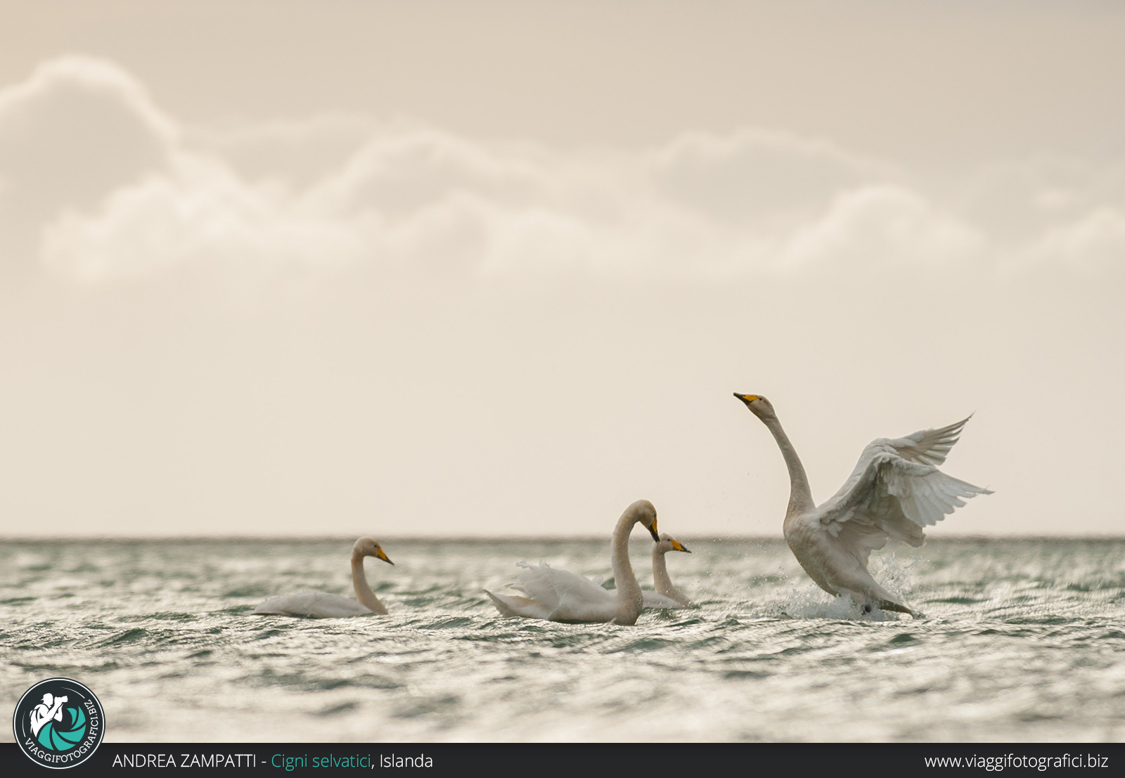 animali da fotografare in islanda