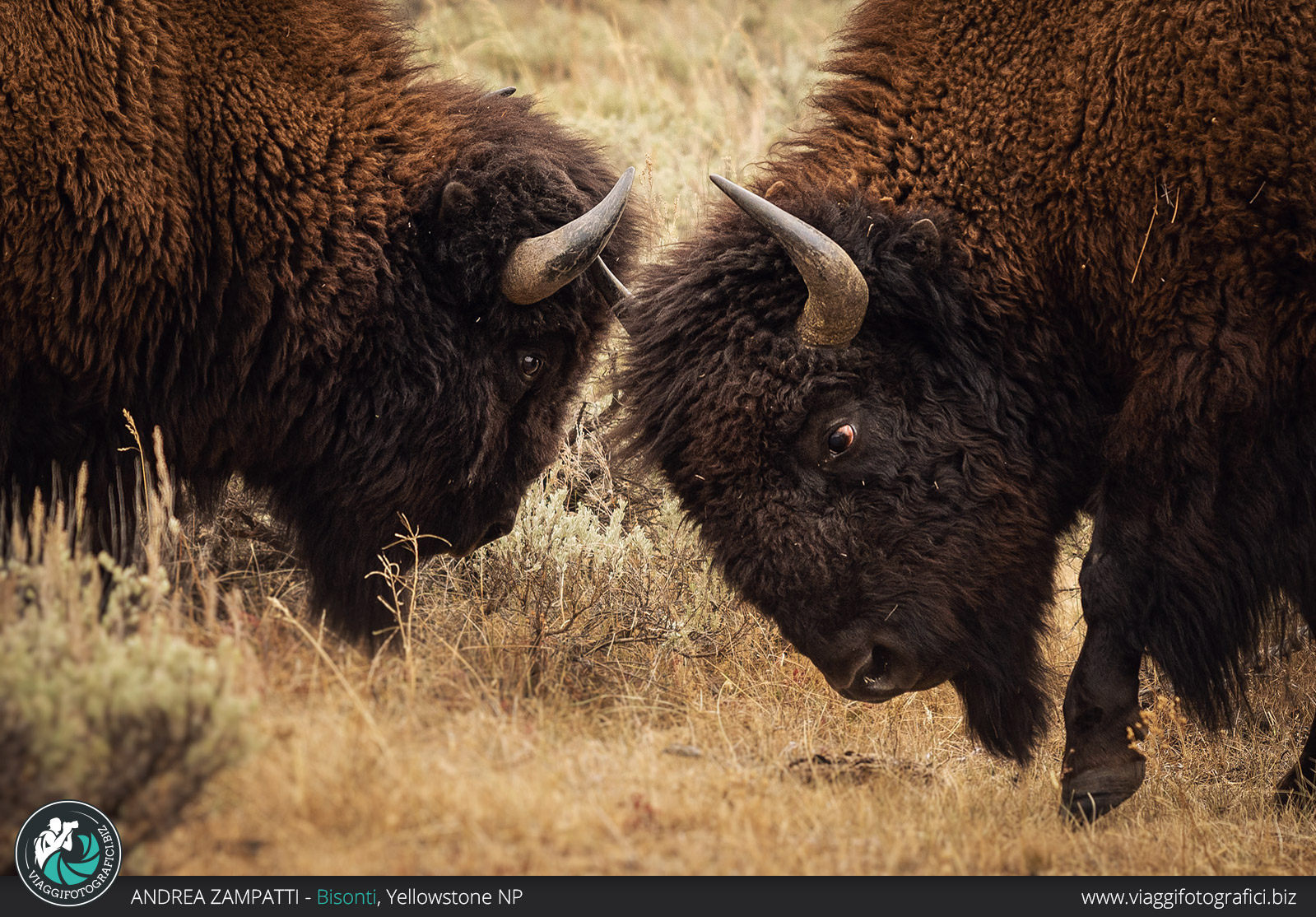 Fotografie di Bisonti a Yellowstone