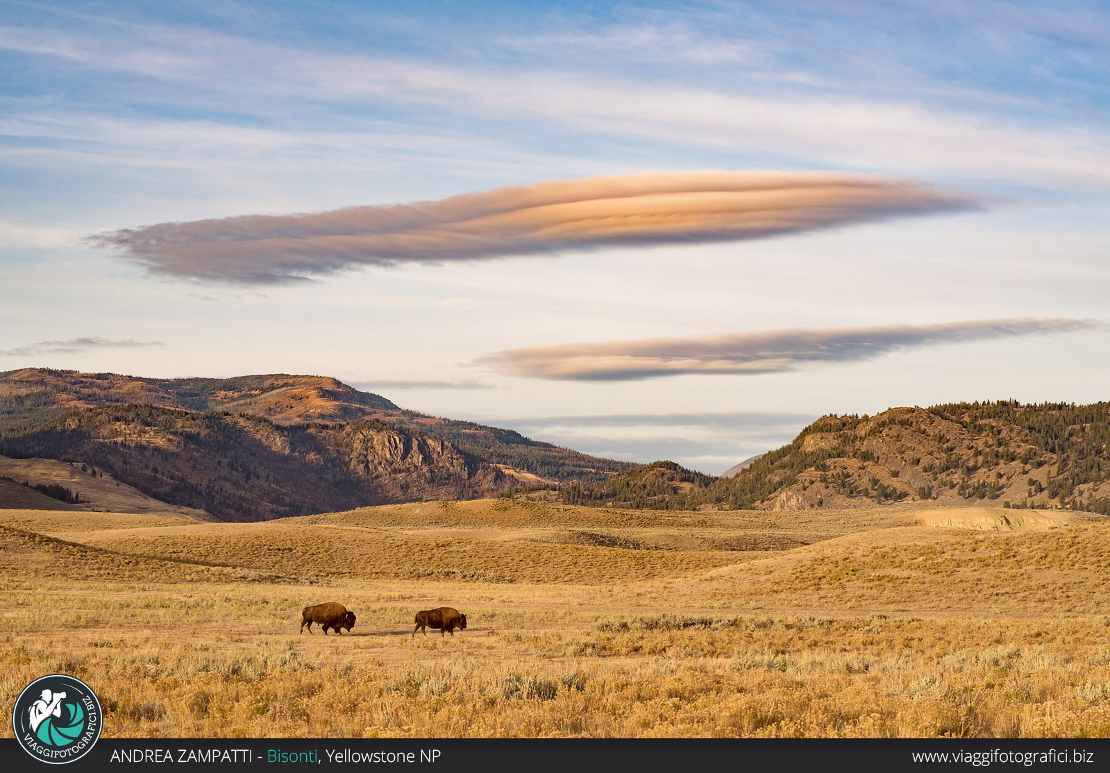 Bisonti a Yellowstone