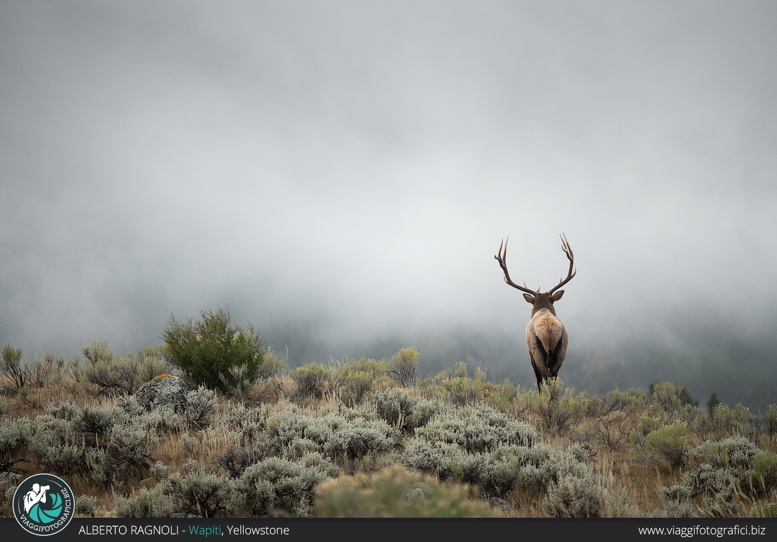 Fotografare i cervi alle Mammoth hot spring nel parco di Yellowstone