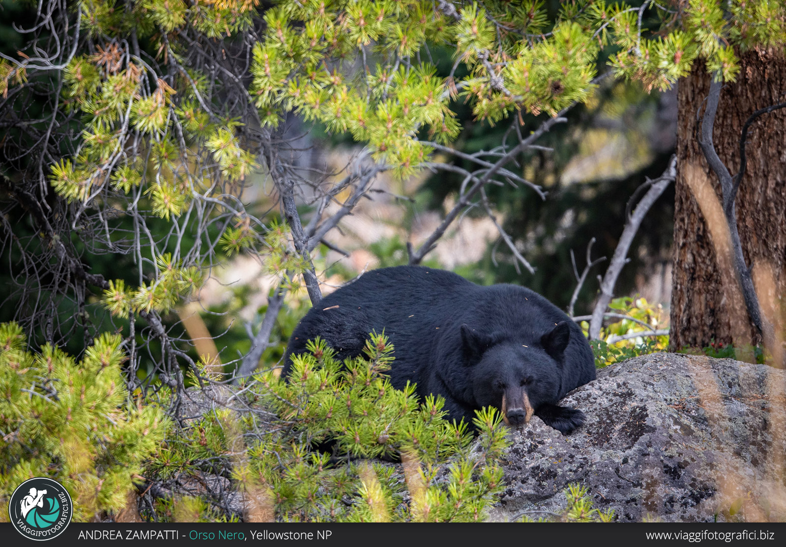 Orso nero dormiente a Yellowstone